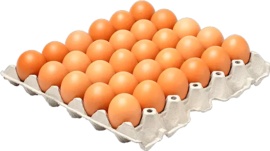 Chicken Egg 1 Tray