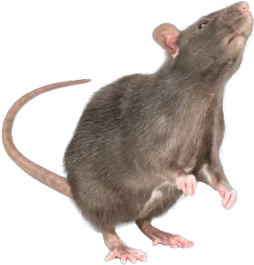 Standing Rat Transparent Png