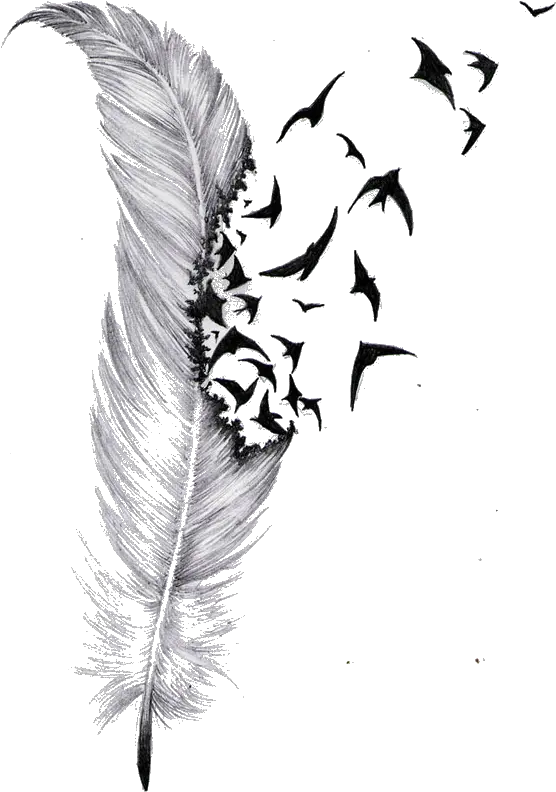 Transparent Feather Drawing Png Feather And Bird Tattoo Designs