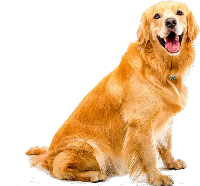 Transparent Dog Teeth Png Golden Retriever Dog White Background