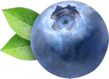 Blueberry Png Clipart Transparent Blueberry