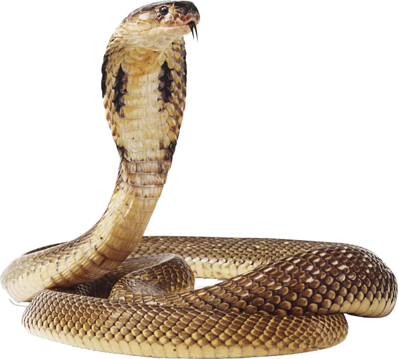 Snake Png Image Snake Transparent Background