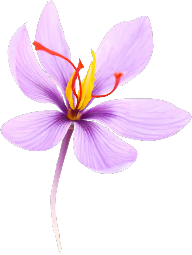 Crocus Sativus Saffron Flower Png