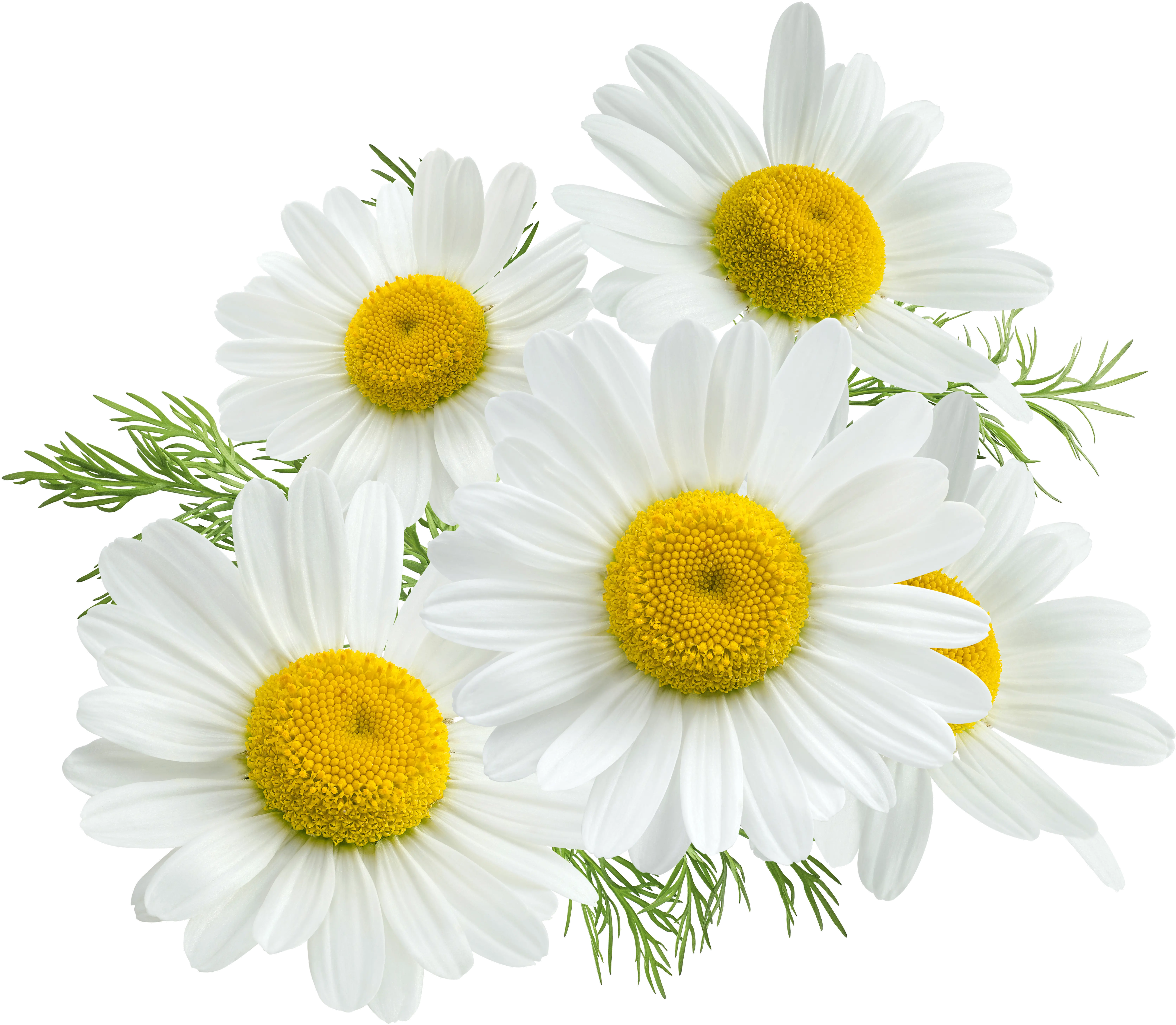 Chamomile Png