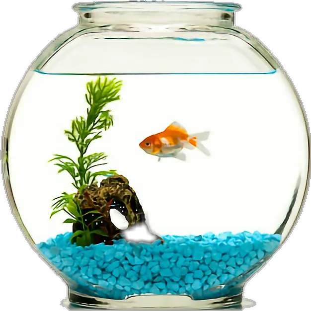 fish goldfish fishbowl Fish In A Bowl Png