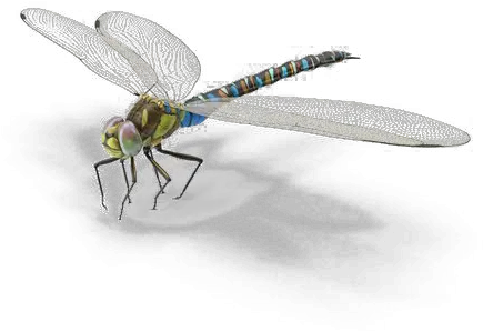 Dragonfly Png Background Image Transparent Dragonfly Png