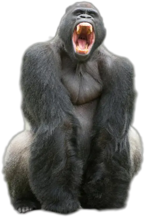 Denti Del Gorilla