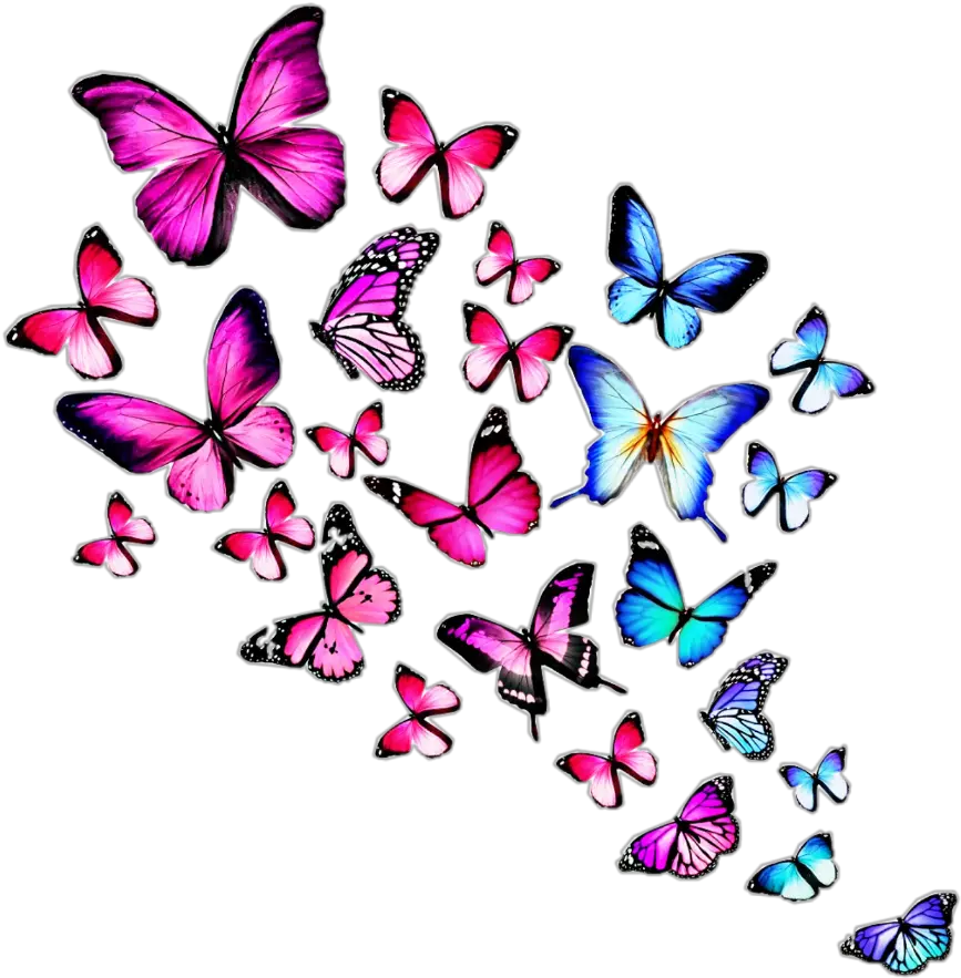 colourful Butterfly Butterflies Images With White Background