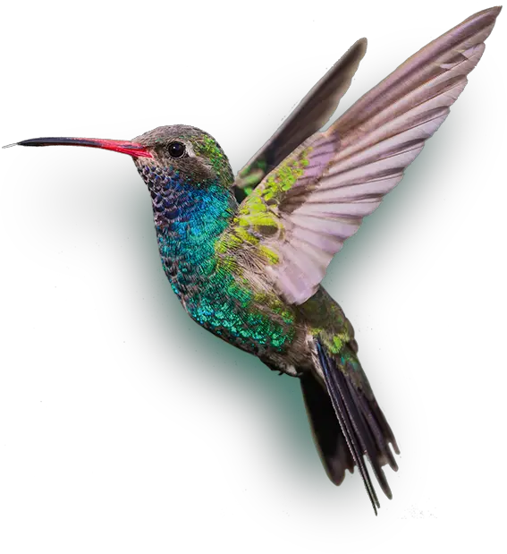 Hummingbird Png