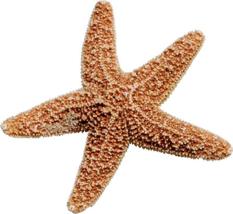 Starfish Png Images Free Download Transparent Star Fish Png