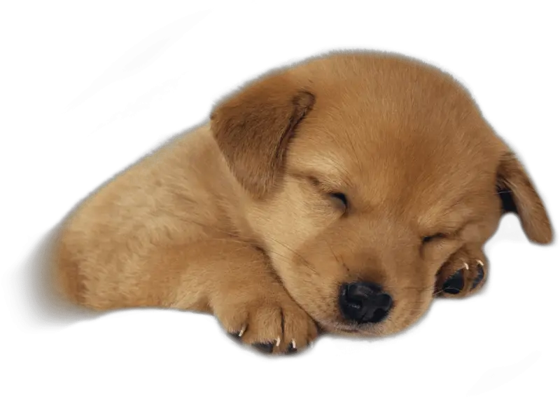 Free Puppy Png Puppy Sleeping Png