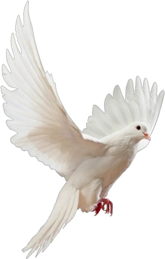 Clip Art Doves Flying Png Flying White Dove Png