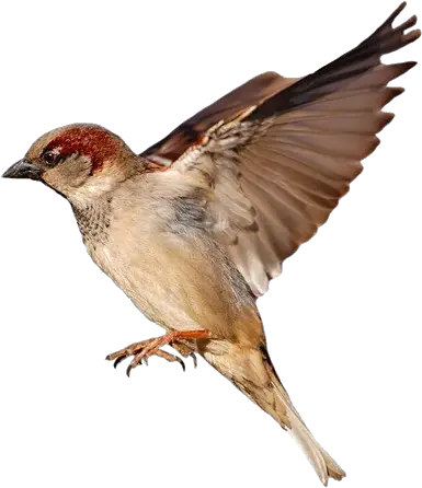 Sparrow Png Photo Khawab Mein Cheriya Dekhna