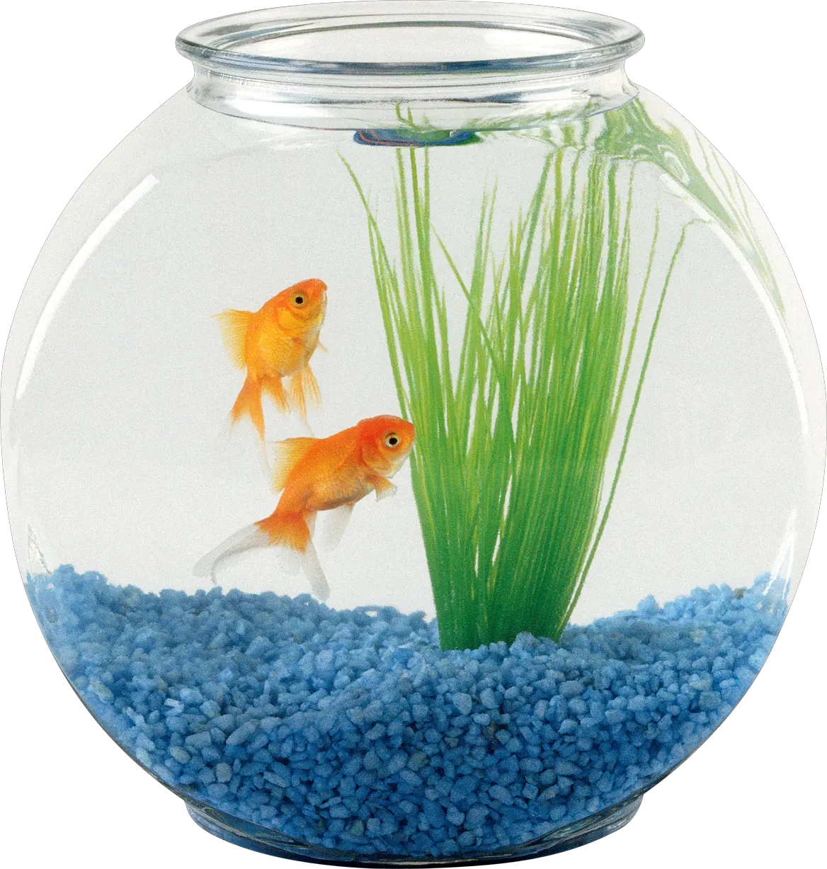 Fish Bowl Picture Fish Tank Transparent Background