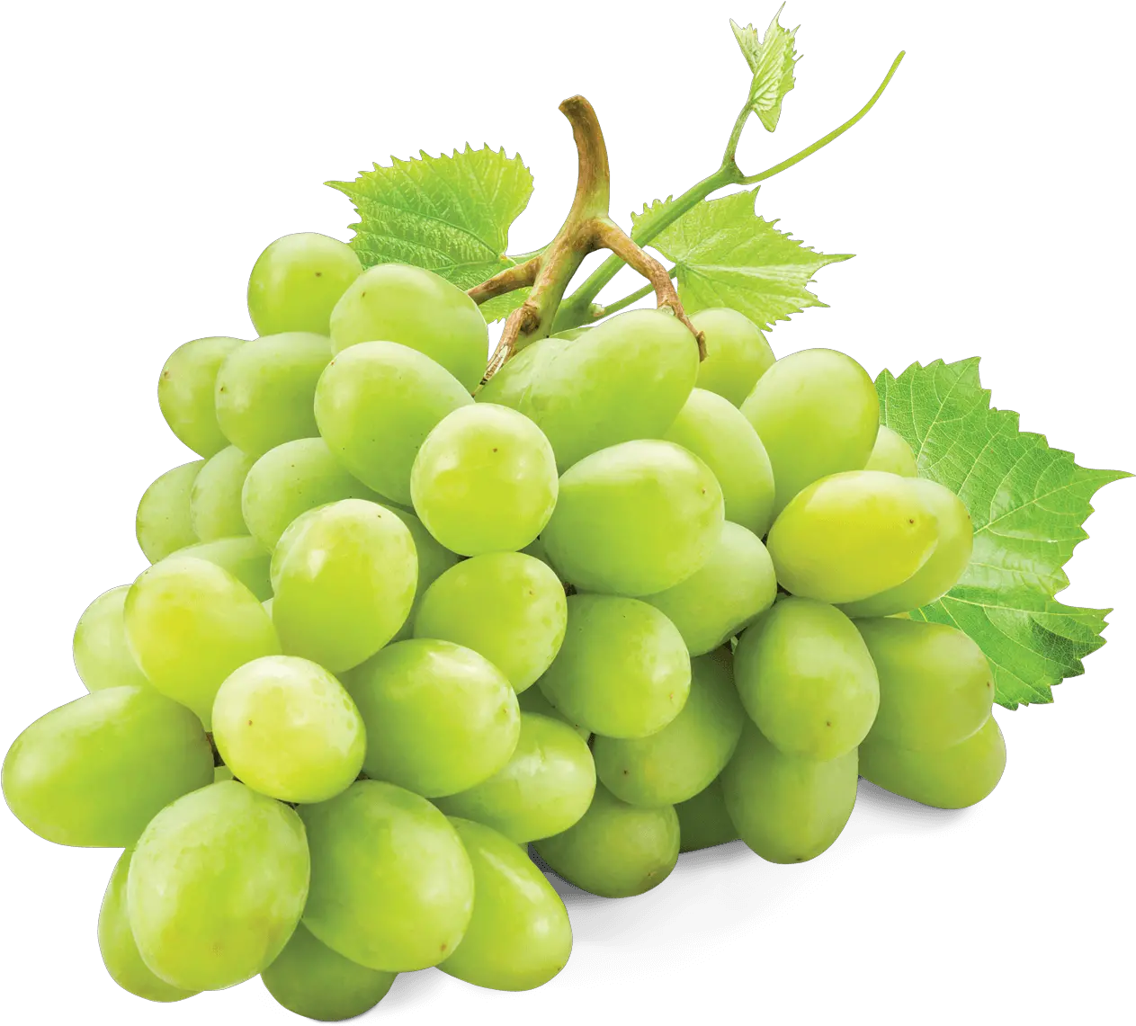 Grape Transparent White Grape White