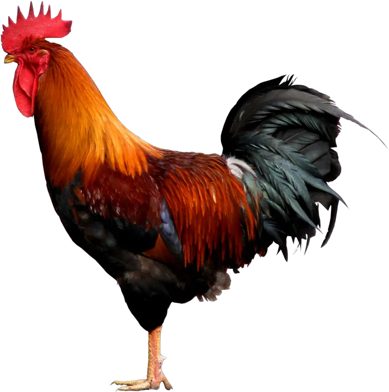 Rooster Png