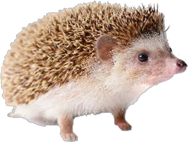 Hedgehog Free Png Image Hedgehog Png