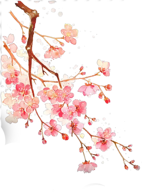 Cherry Blossom Png Cherry Blossom Png Cherry Blossoms Png