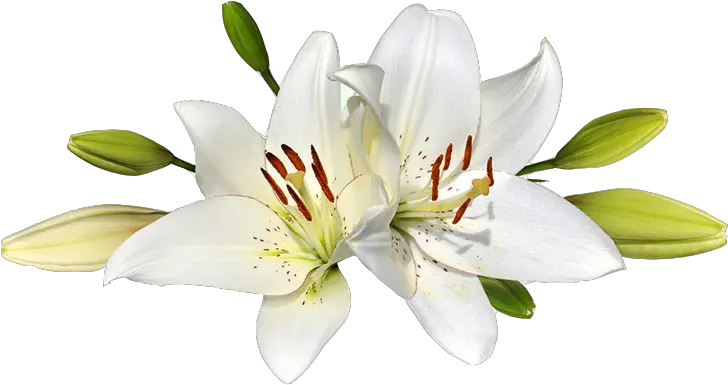 Easter Lily Png Transparent Transparent Background Easter Lilies