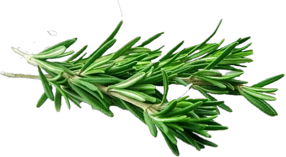 Rosemary Spice Transparent