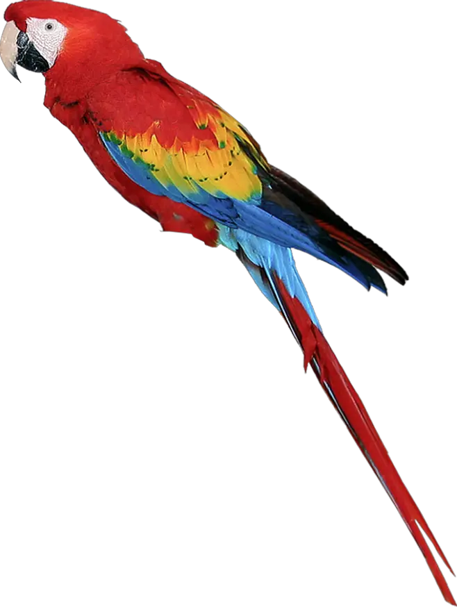 Parrot Png