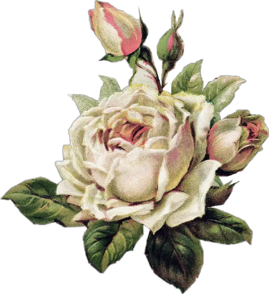 rosewhite rosablanca tumblr aesthetic png draw White Vintage Floral Png