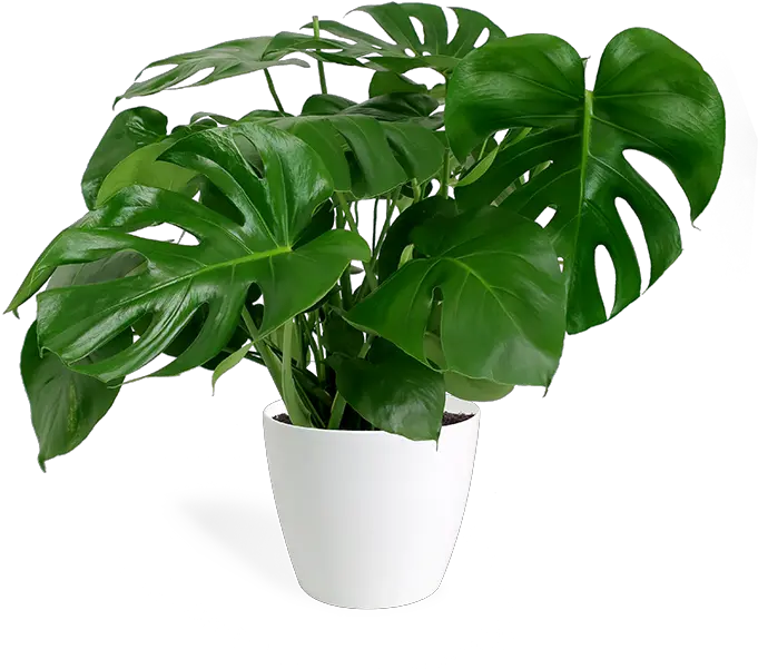 Monstera Deliciosa Png