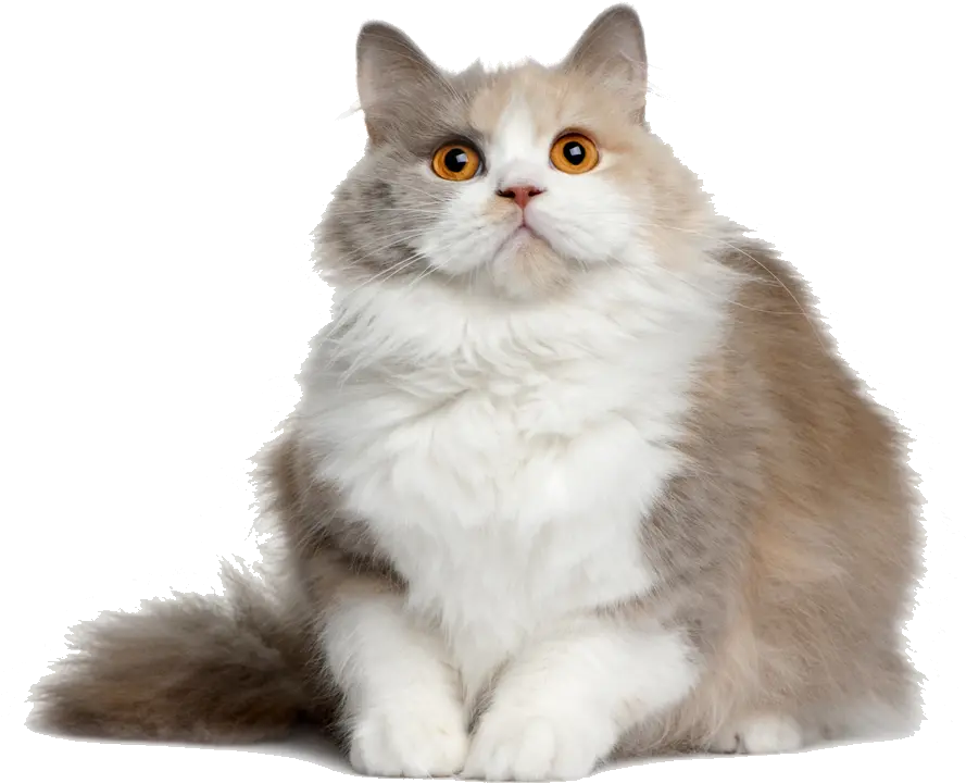 Cat Png File British Semi Longhair Cat