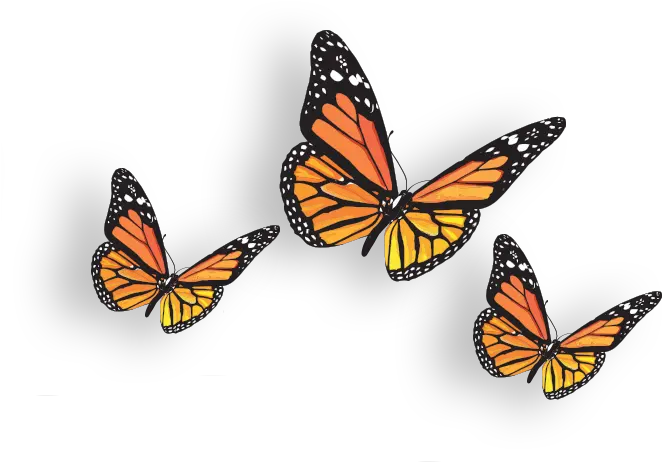 Butterfly Png Image Monarch Butterfly Transparent Background