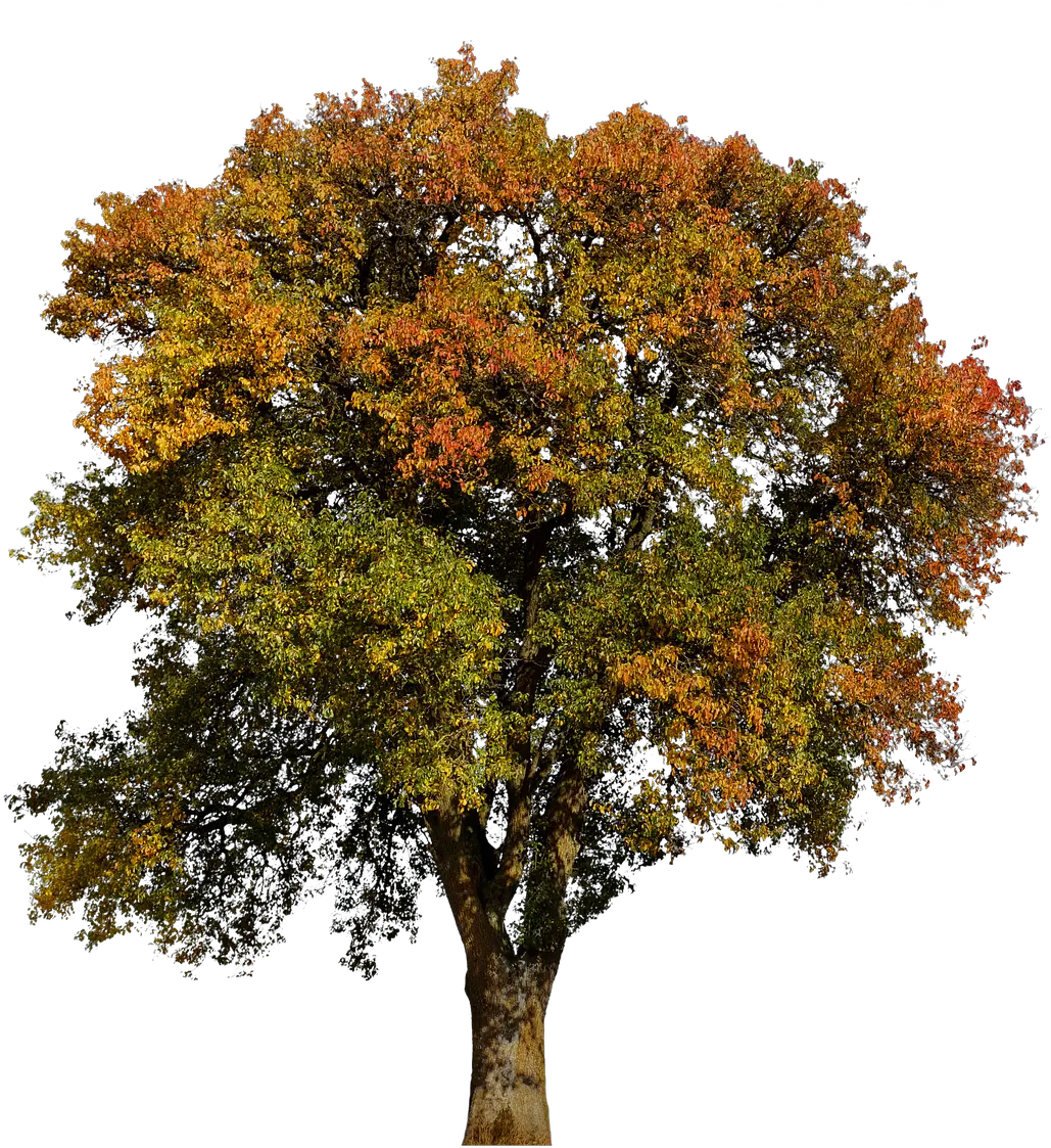 Fall Tree Png Aesthetic