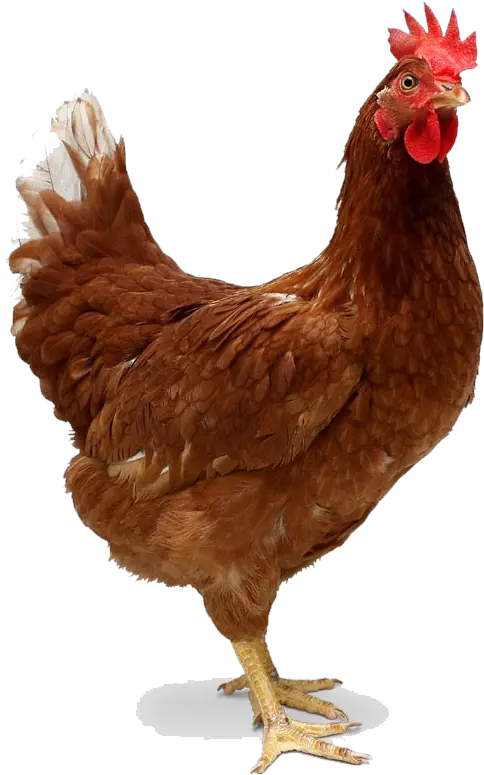 Hen Png