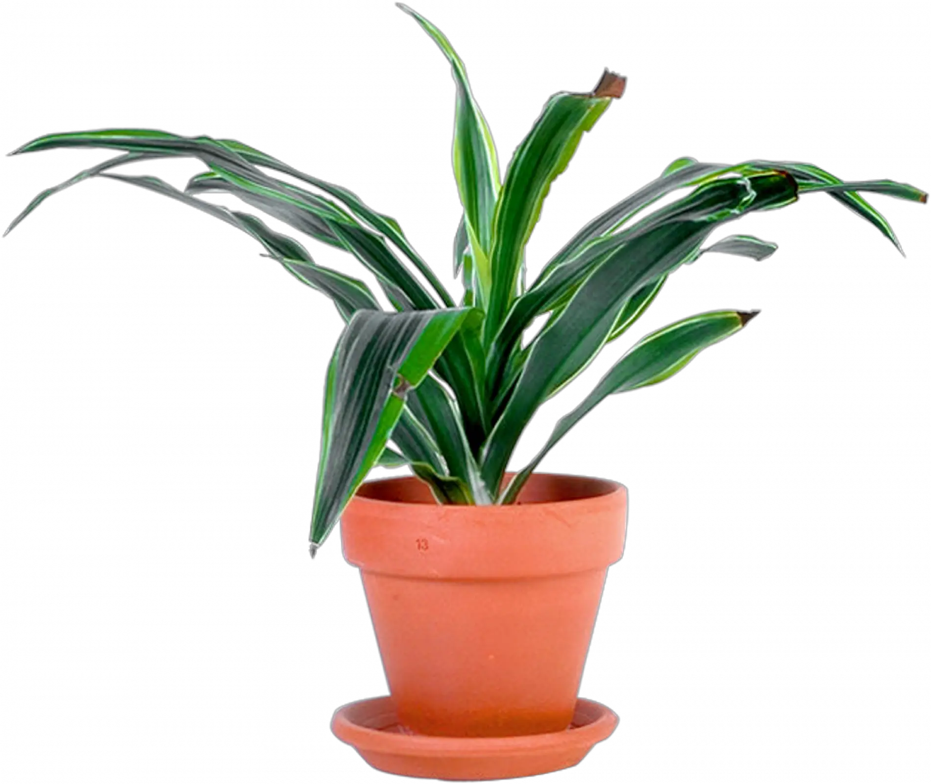 Transparent Pot Plant Png Potted Plant Transparent Background