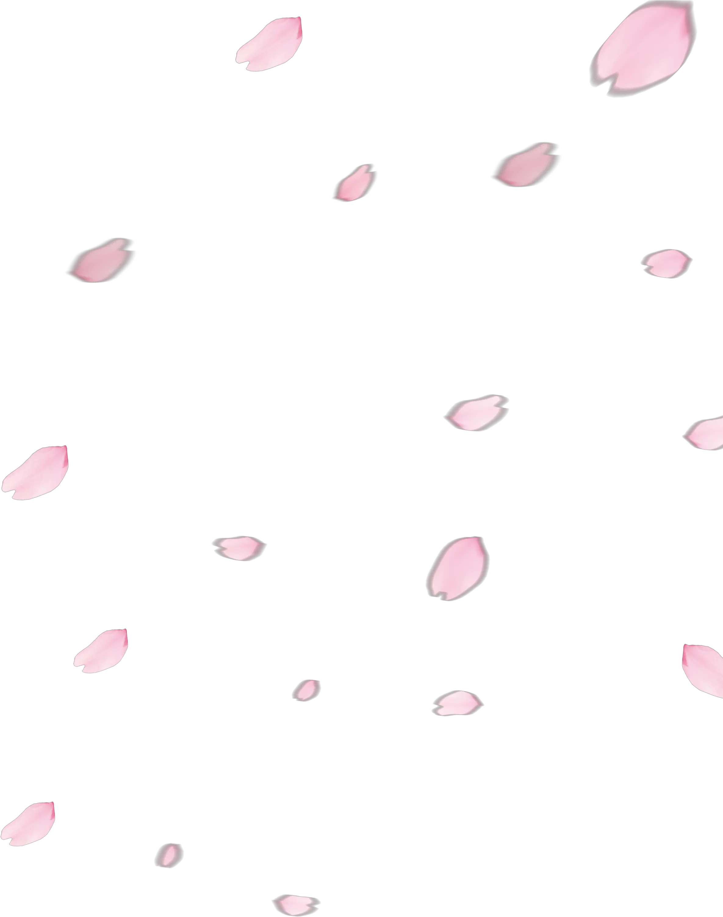 Cherry Blossom Petal Png Cherry Blossom Petals Png