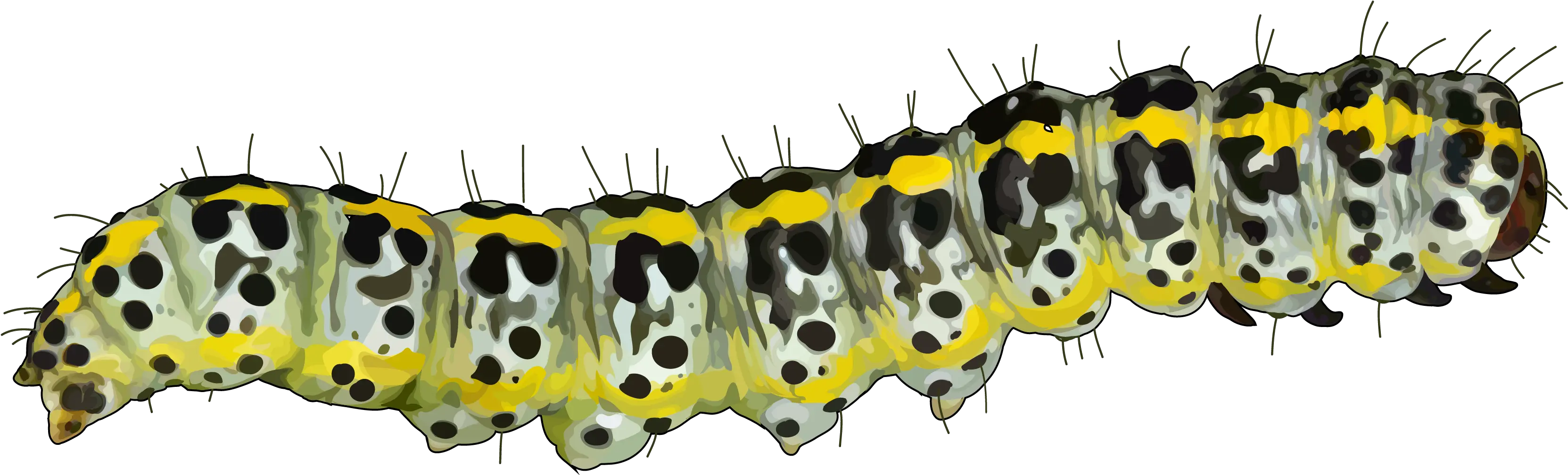 Caterpillar Mopane Worm Pest Educational Technology Caterpillar Png