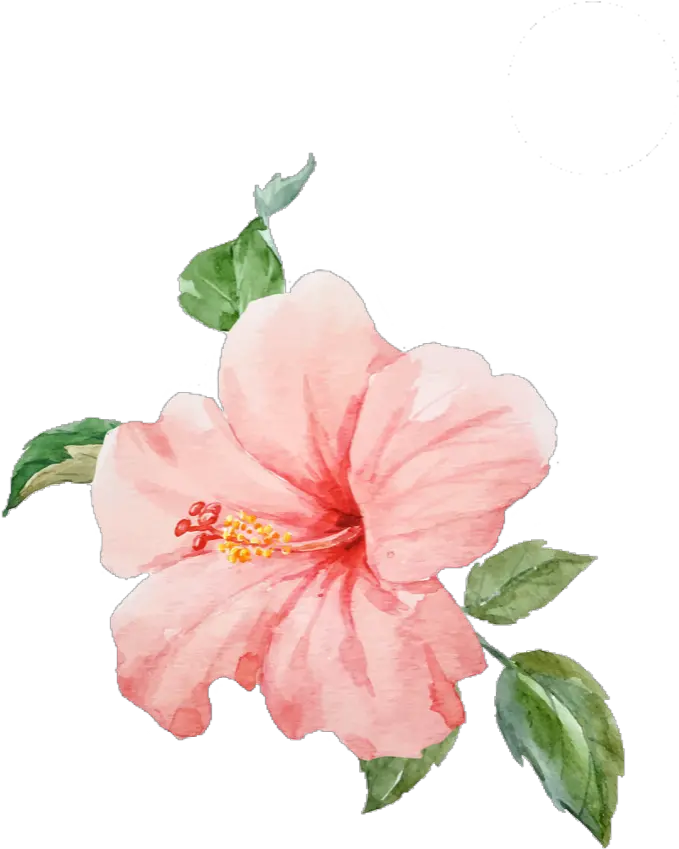 1000 X 1080 Watercolor Hibiscus Flower