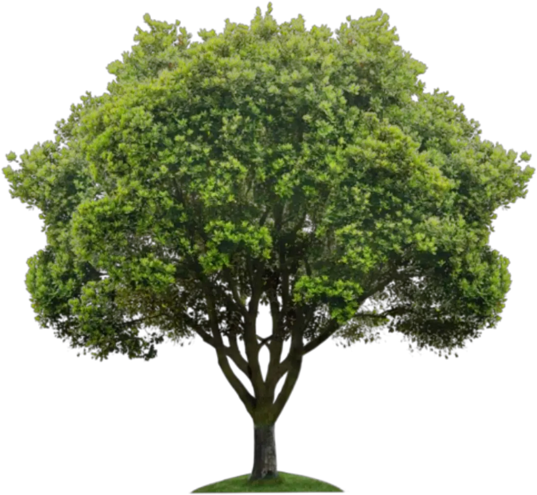 Beautiful Tree Png Icon And Background Transparent Transparent Background Tree Png