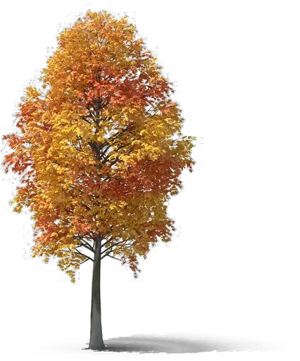 Fall Tree Png Photo Autumn Tree Png