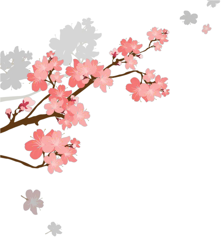 Korean Style Cherry Blossom Cartoon Transparent Cherry Blossom Cartoon Png