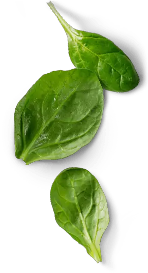 Spinach Leaf Png