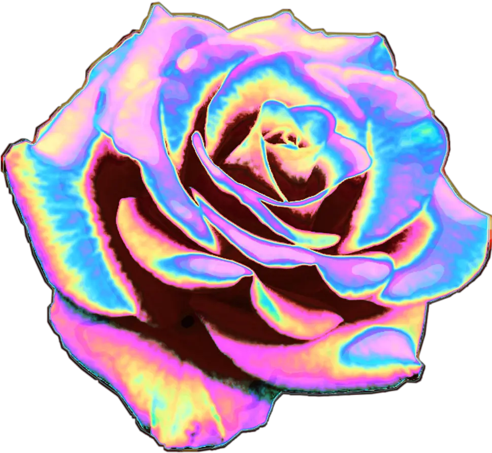 rose flower flowers holo holographic
rose holo Rainbow Rose No Background