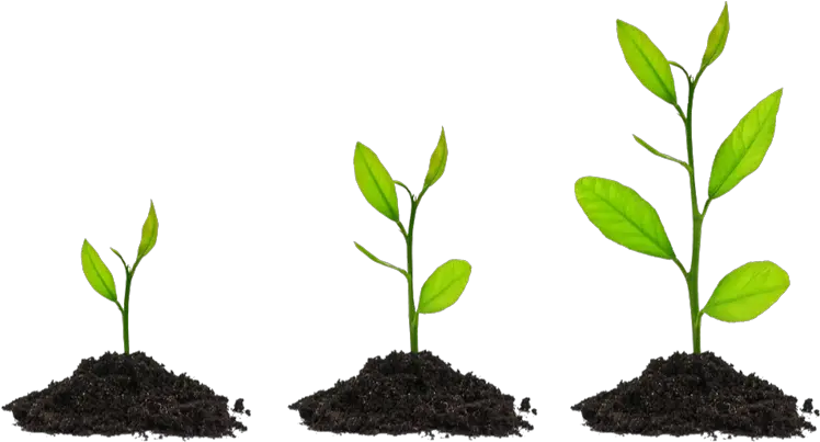 Grow- Growing Plant Transparent Background