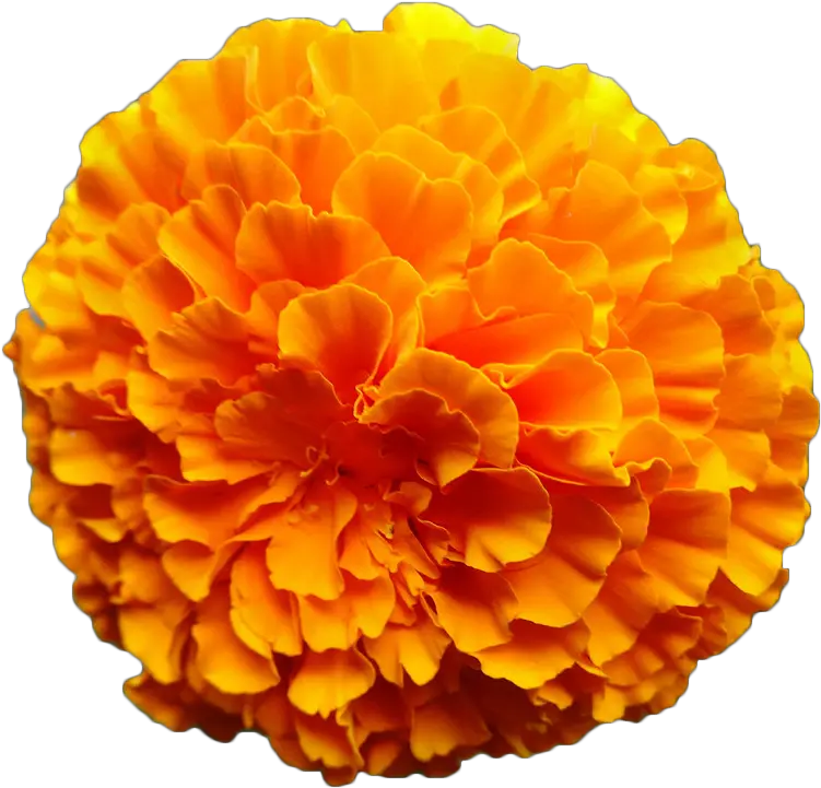 Mexican Marigold Flower Calendula Officinalis Orange Marigold Png