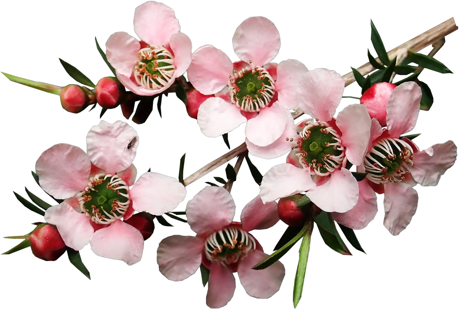 Manuka Flower Png