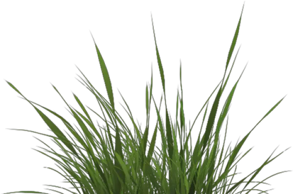 Drawn Texture Grass Transparent Grass Png Texture