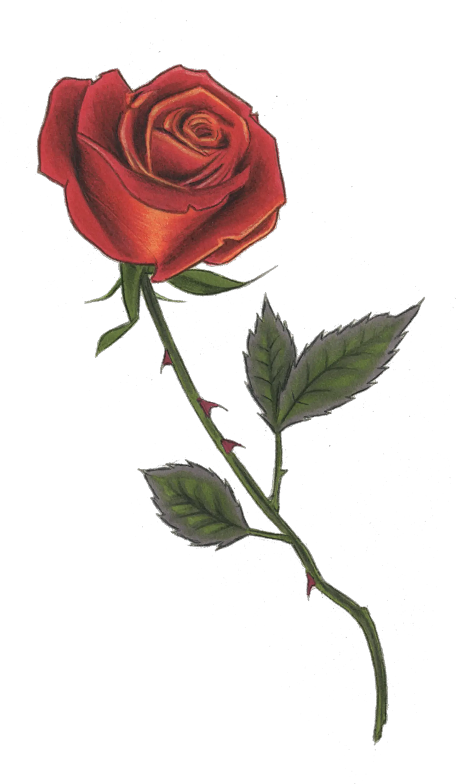 Red Rose Png Drawing