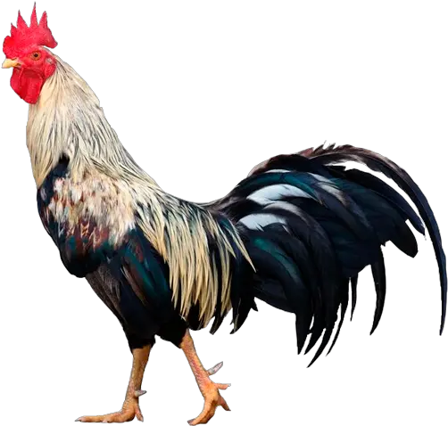 Descripcion Rooster With White Background