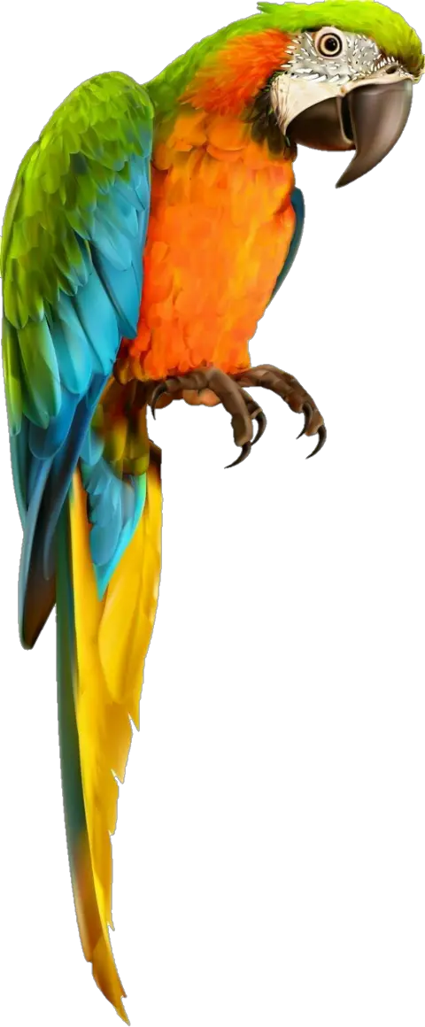 Parrot Macaw Freetoedit Transparent Background Parrot Transparent