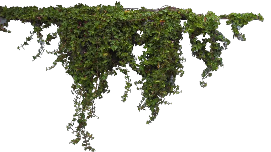 vines moss @ladymariacristina Ivy Png