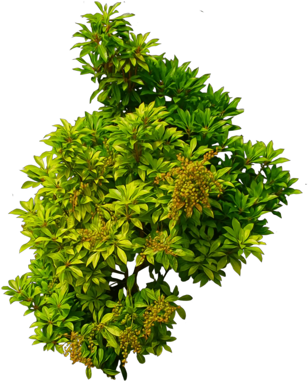 Shrub 01 Png Bush Top View Png