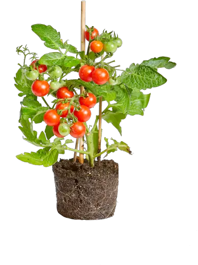 Tomato Flowerpot